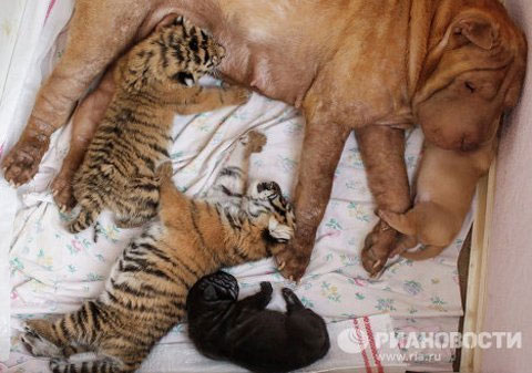 Picture 1 of Cute animal photos: Dogs raising tigers