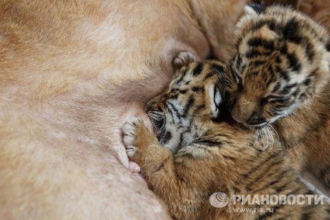 Picture 2 of Cute animal photos: Dogs raising tigers