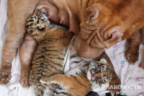 Picture 3 of Cute animal photos: Dogs raising tigers