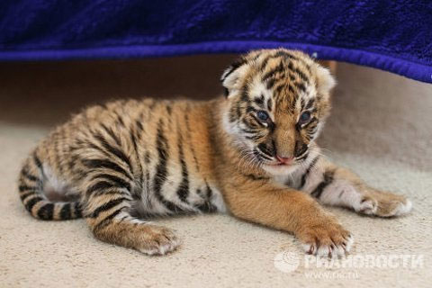 Picture 4 of Cute animal photos: Dogs raising tigers