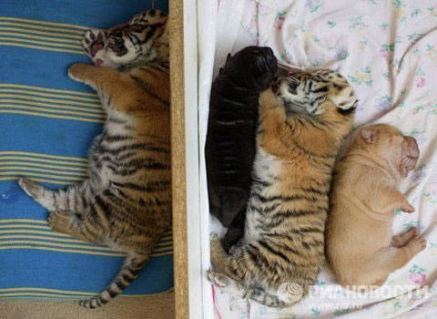 Picture 5 of Cute animal photos: Dogs raising tigers