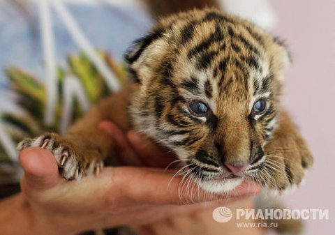 Picture 6 of Cute animal photos: Dogs raising tigers