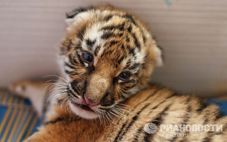 Picture 7 of Cute animal photos: Dogs raising tigers