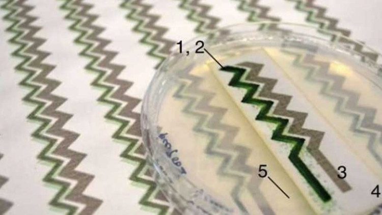 Picture 1 of Cyanobacteria can power small electronic devices