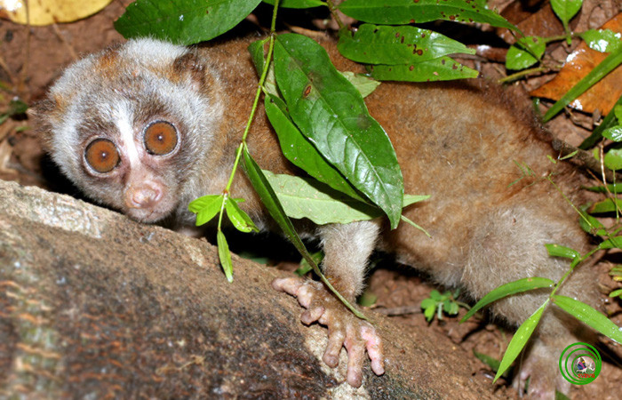 Picture 1 of Cyrus - a gentle but peaceful animal