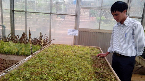 Picture 1 of Da Lat: propagation of ancient pine leaves with two flat leaves