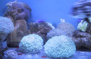 Picture 1 of Da Nang: Preserving coral reefs and marine ecosystems