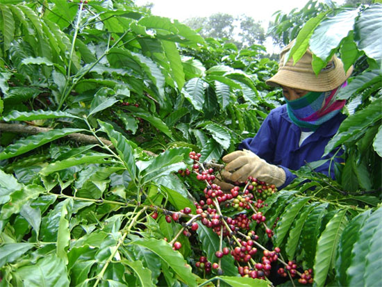 Picture 1 of Dak Lak produces coffee adapting to climate change