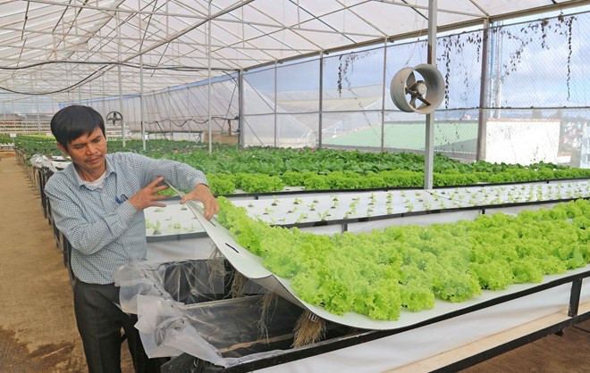 Picture 2 of Dalat farmers succeed with growing vegetables in the air