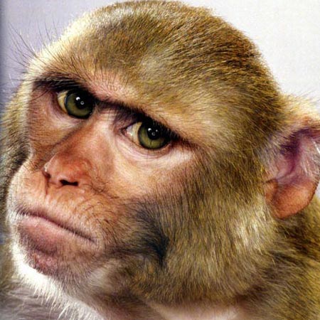 Picture 1 of Damn monkeys have to go to reform school