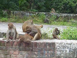 Picture 2 of Damn monkeys have to go to reform school