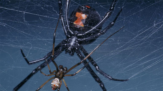 Picture 1 of Dance 'sexy' helps male spiders avoid drawing close body