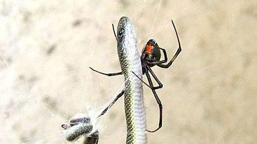 Picture 2 of Dance 'sexy' helps male spiders avoid drawing close body
