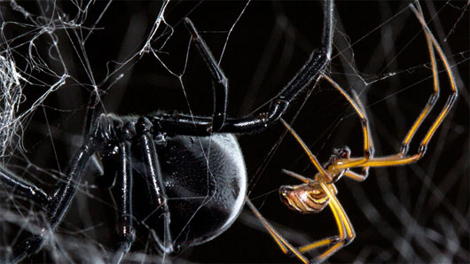 Picture 3 of Dance 'sexy' helps male spiders avoid drawing close body