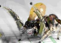 Picture 1 of Dance - sexy way of jumping spider