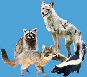 Picture 1 of Danger from rabies