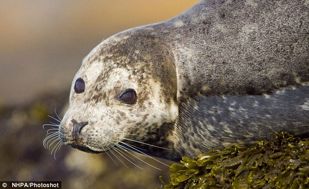Picture 1 of Dangerous virus attacking seals can spread to humans