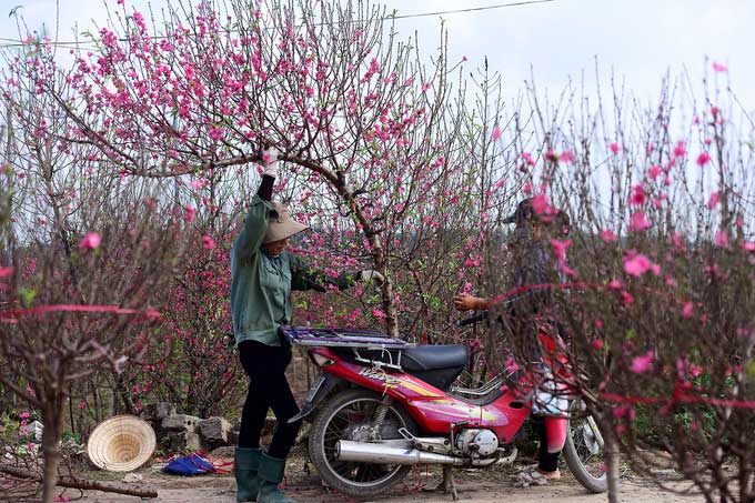 Picture 1 of Dao Nhat Tan is blooming and brilliantly celebrating the New Year