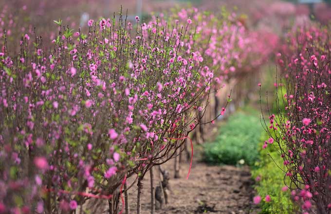 Picture 2 of Dao Nhat Tan is blooming and brilliantly celebrating the New Year