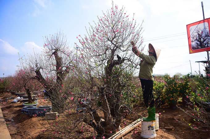 Picture 3 of Dao Nhat Tan is blooming and brilliantly celebrating the New Year
