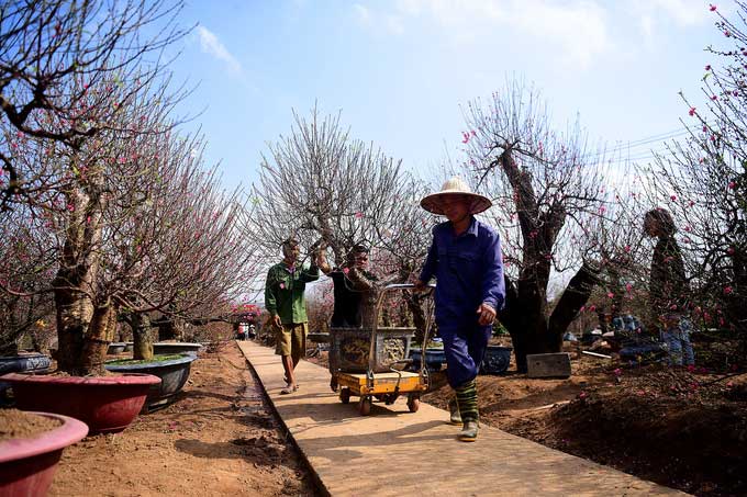 Picture 5 of Dao Nhat Tan is blooming and brilliantly celebrating the New Year