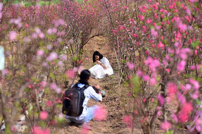 Picture 6 of Dao Nhat Tan is blooming and brilliantly celebrating the New Year