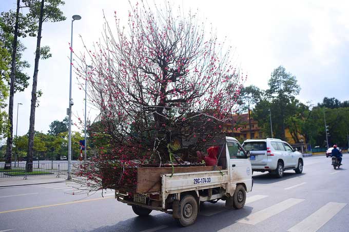 Picture 8 of Dao Nhat Tan is blooming and brilliantly celebrating the New Year