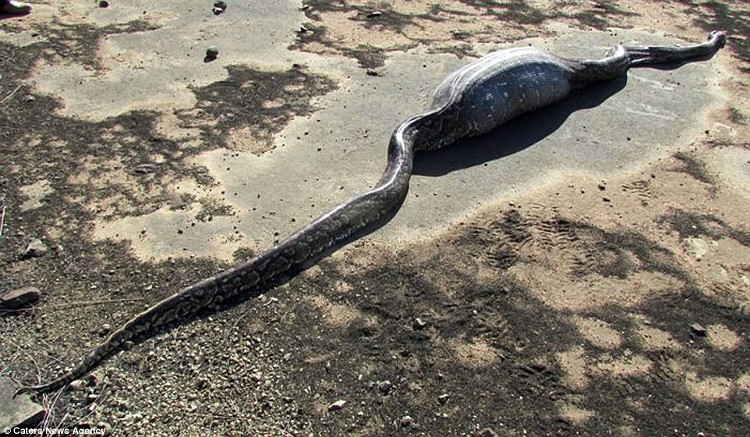 Picture 1 of Daredevil swallowed porcupine, South African python was pierced abdomen