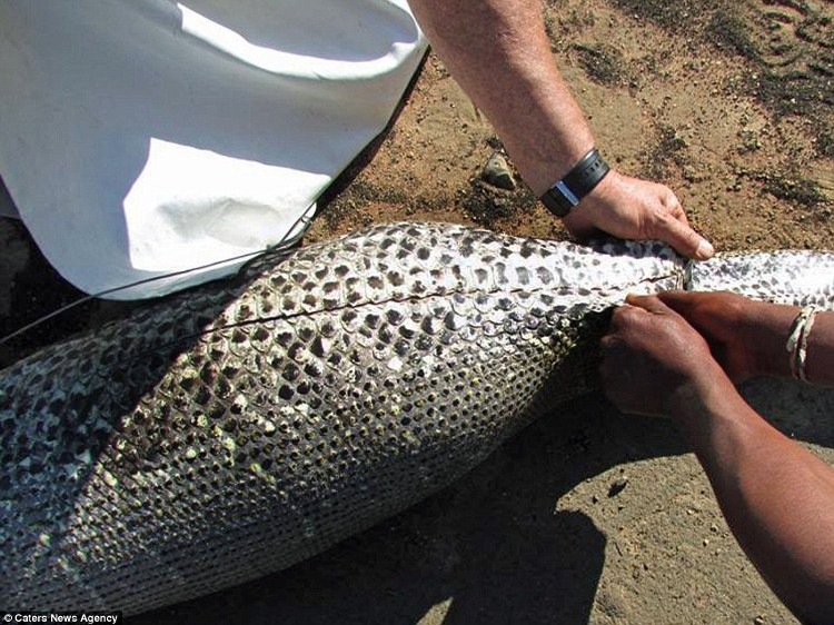 Picture 2 of Daredevil swallowed porcupine, South African python was pierced abdomen