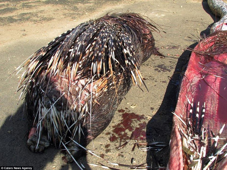 Picture 3 of Daredevil swallowed porcupine, South African python was pierced abdomen