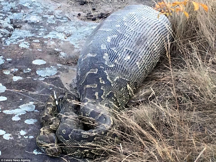 Picture 4 of Daredevil swallowed porcupine, South African python was pierced abdomen
