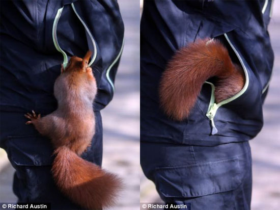 Picture 5 of Darling squirrels steal food in a pocket