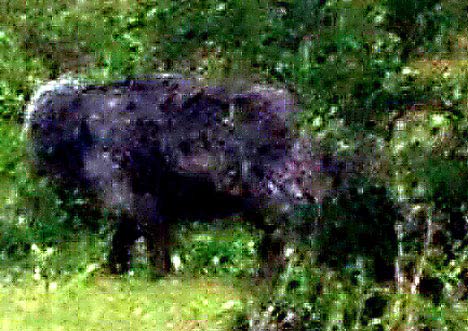 Picture 1 of Dartmoor Monster: the mystery has been answered