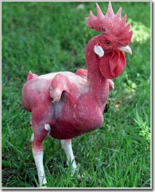 Picture 1 of Darwin can make mistakes about the wild origin of chickens