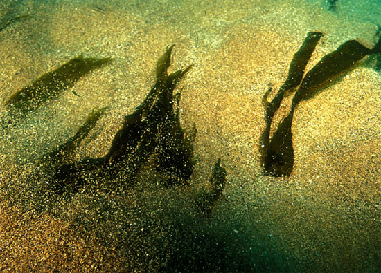 Picture 2 of Data from satellites help track the world's largest kelp forest