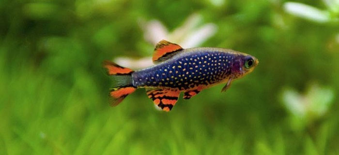 Picture 7 of Dazzling beautiful fish, dubbed