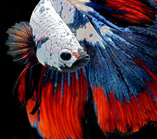 Picture 1 of Dazzling dance of the lizard fish