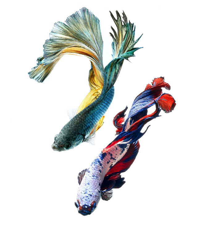 Picture 10 of Dazzling dance of the lizard fish
