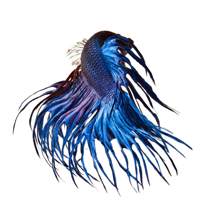 Picture 11 of Dazzling dance of the lizard fish
