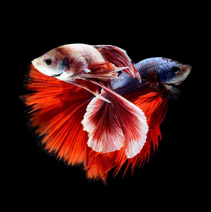 Picture 2 of Dazzling dance of the lizard fish