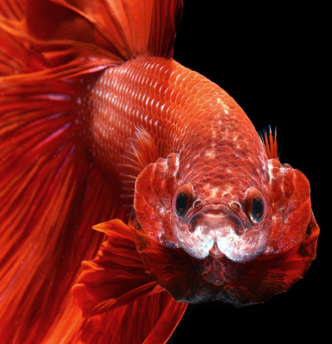 Picture 3 of Dazzling dance of the lizard fish