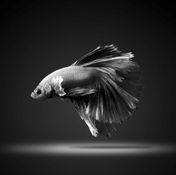 Picture 4 of Dazzling dance of the lizard fish