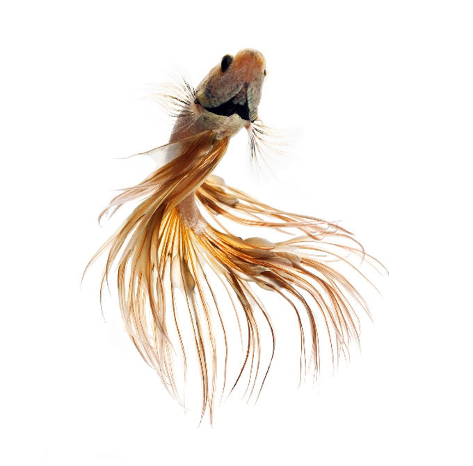 Picture 5 of Dazzling dance of the lizard fish