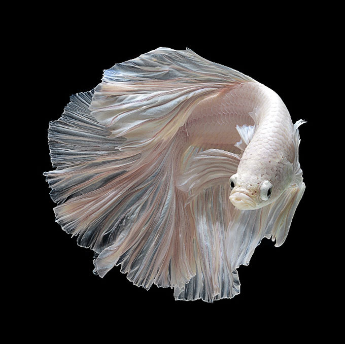 Picture 6 of Dazzling dance of the lizard fish