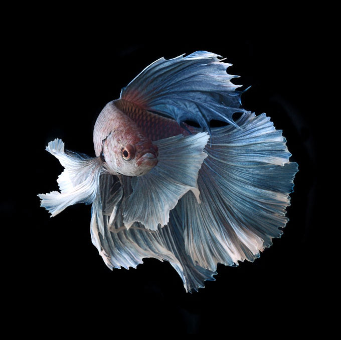 Picture 7 of Dazzling dance of the lizard fish