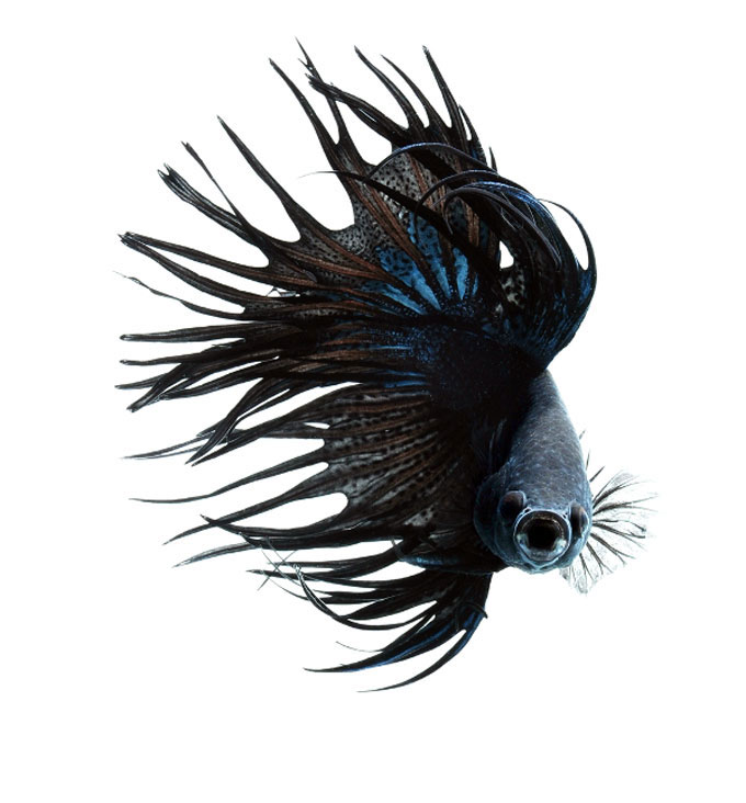 Picture 8 of Dazzling dance of the lizard fish
