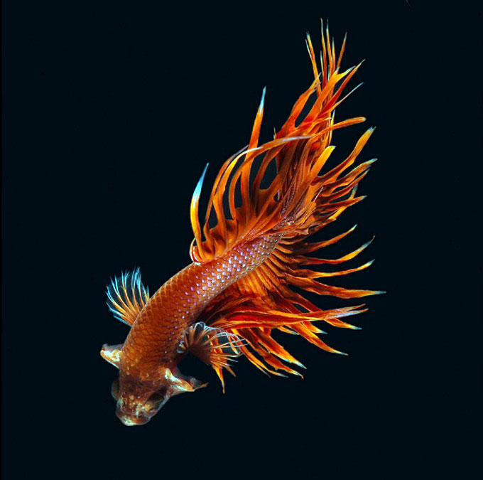 Picture 9 of Dazzling dance of the lizard fish
