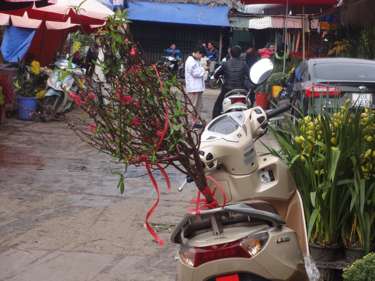 Picture 5 of Dazzling peaches at the most famous Tet flower market in Hanoi