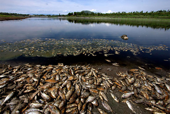 Picture 1 of Dead fish into piles in Mexican reservoir