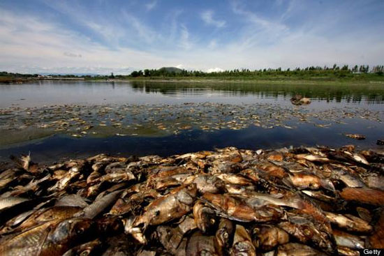 Picture 2 of Dead fish into piles in Mexican reservoir